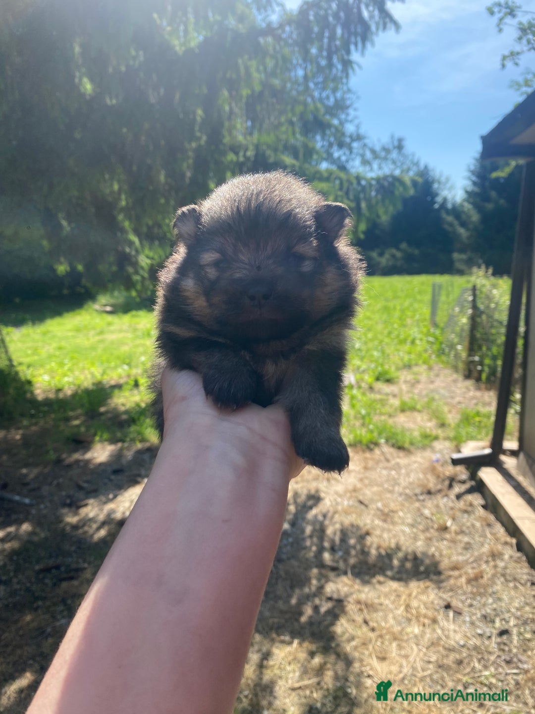 Volpino Pomerania cani in vendita: Volpino Pomerania Pedigree  a Provincia di Pavia - Immagine 8