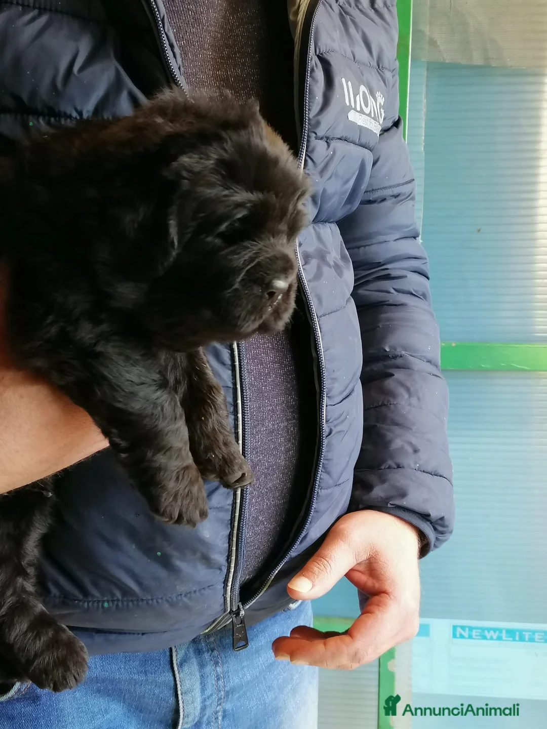 Terranova cani in vendita: Terranova Cuccioli - Annuncio 4