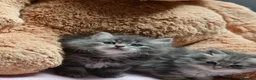 Siberiano gatti in vendita: Cuccioli di gatto siberiano  - Annuncio 3
