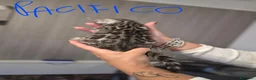 Bengala gatti in vendita: Cuccioli di Bengala a Provincia del Verbano-Cusio-Ossola - Annuncio 3