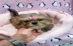 Meticcio cani in vendita: Shorkie cuccioli - Yorkshire e Shih Tzu a Province of Rovigo - Immagine 9