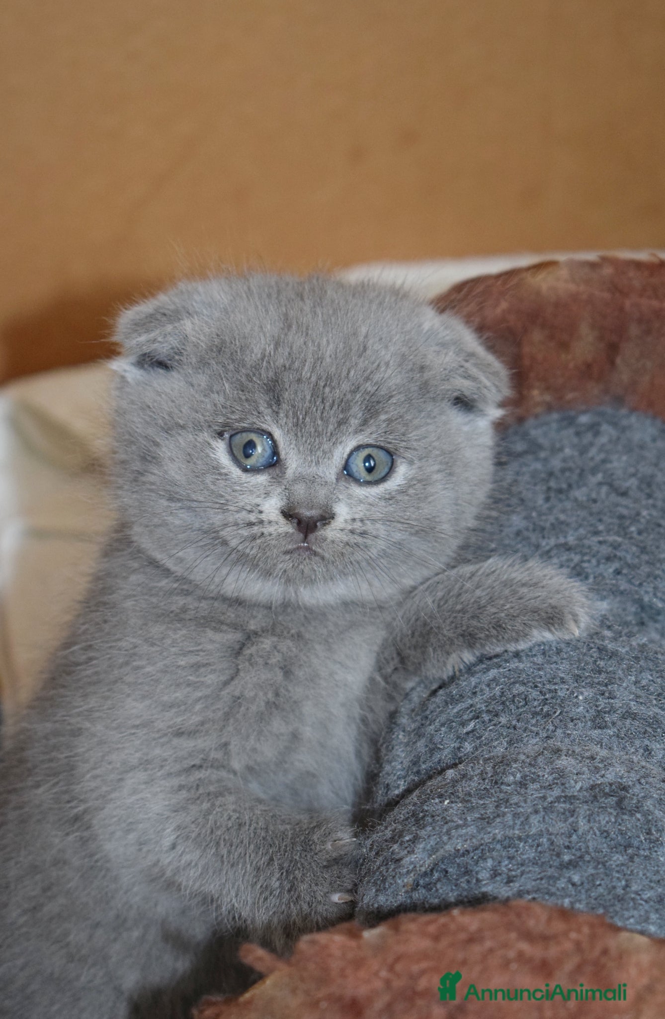 Scottish fold