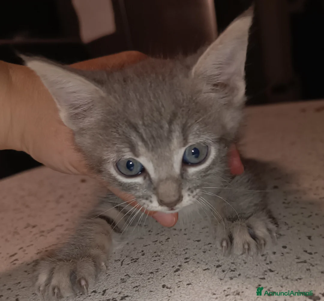 Altre razze gatti in vendita: Gattino (Padre Certosino) - Annuncio 2