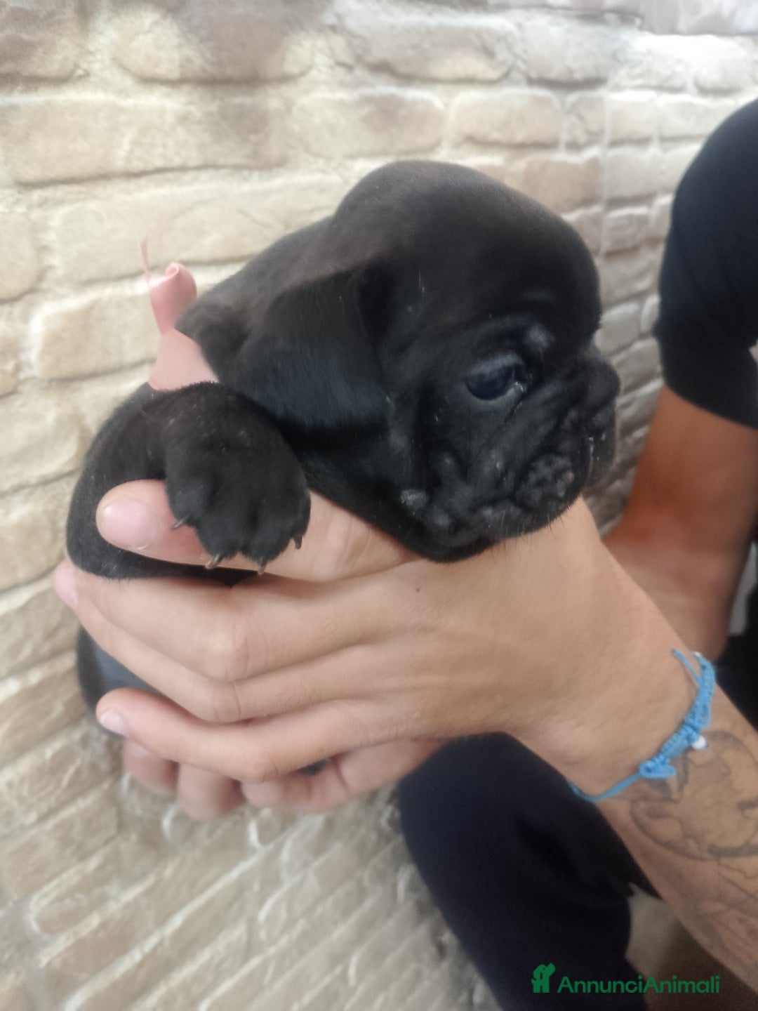 Bulldog Francese cani in vendita: Bulldog francese  - Annuncio 6