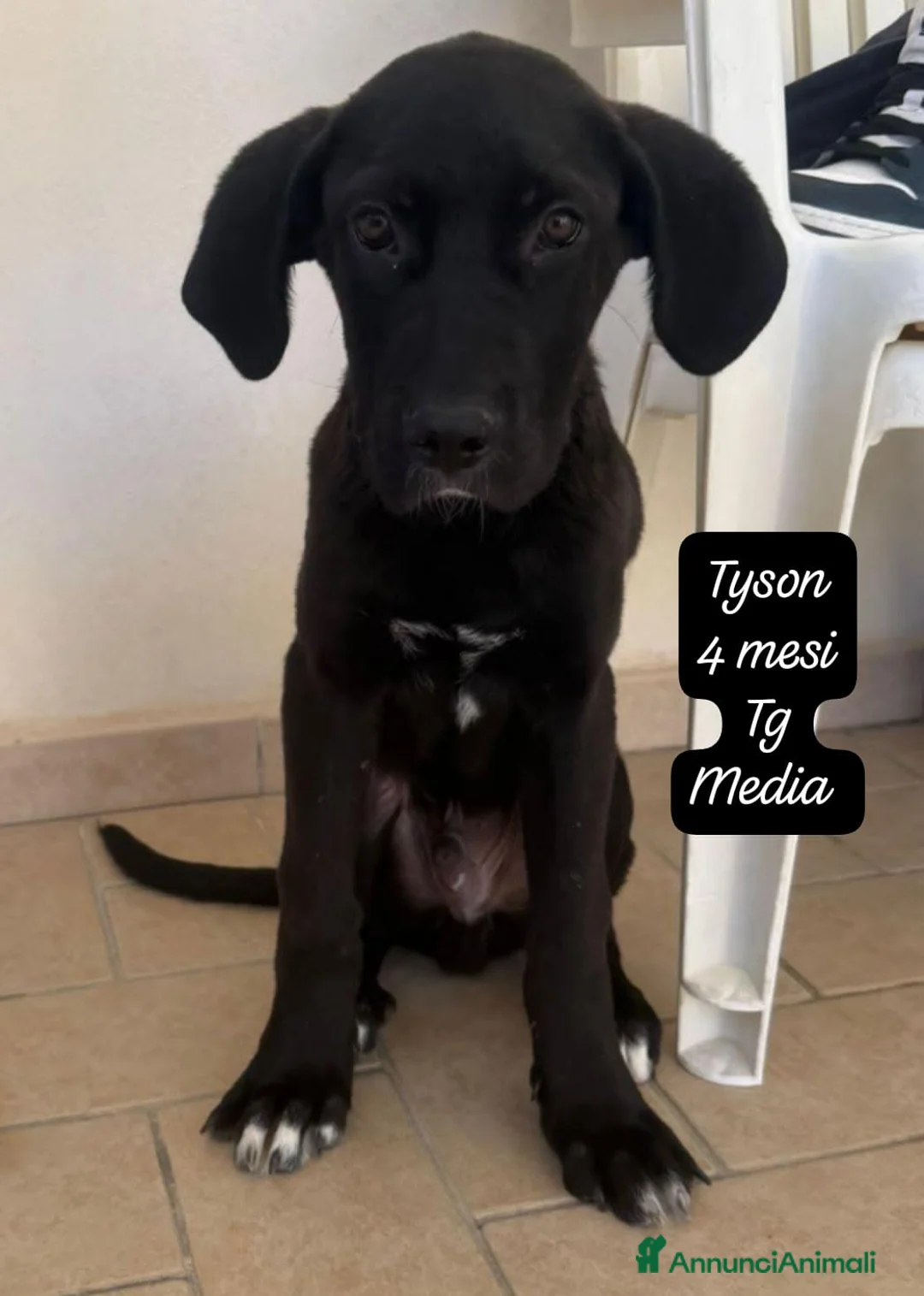 Meticcio cani in regalo: Adotta un cucciolo senza casa  a Provincia di Pistoia - Annuncio 10