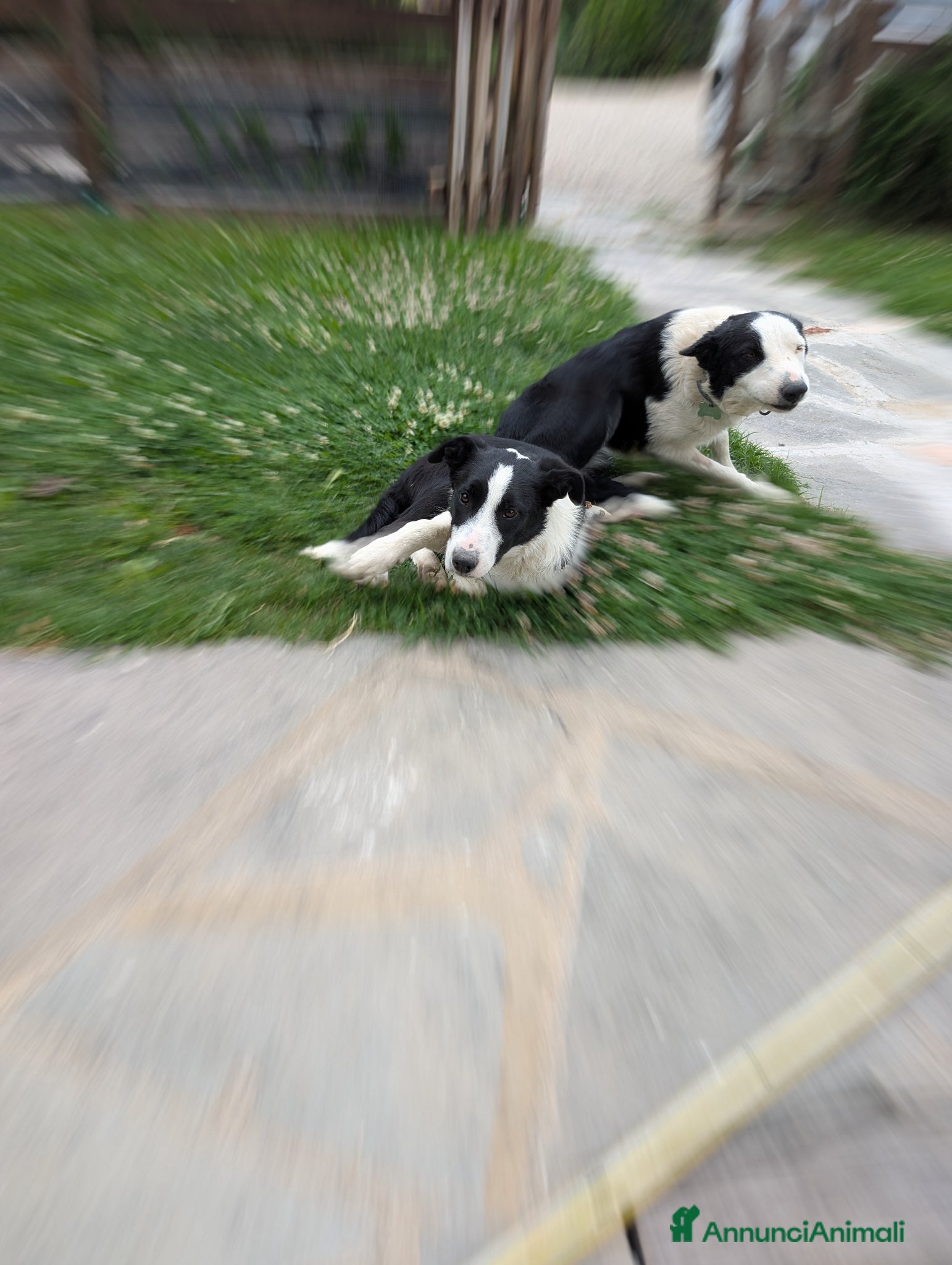 Border Collie cani Vendo Border Collie a pelo corto - Annuncio 1