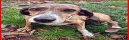 Segugio cani in regalo: SVITOL dolcissima e vivace - Annuncio 9