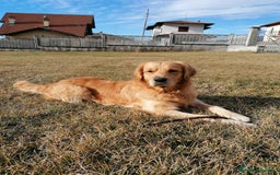 Golden Retriever cani in vendita: cuccioli golden retreiver a Provincia di Varese - Immagine 6