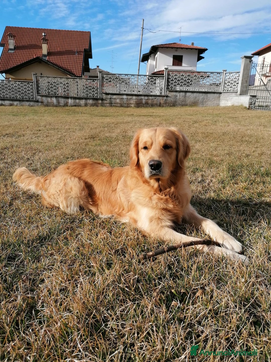 Golden Retriever cani in vendita: cuccioli golden retreiver a Provincia di Varese - Immagine 6