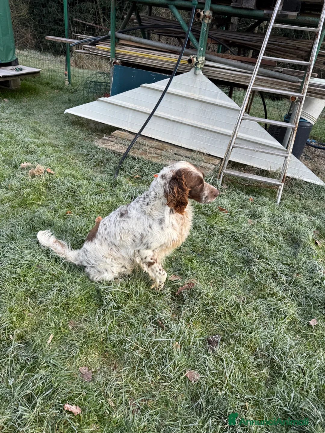 Setter Inglese cani in regalo: setter inglese maschio bianco fegato-dolcissimo a Provincia di Arezzo - Annuncio 3