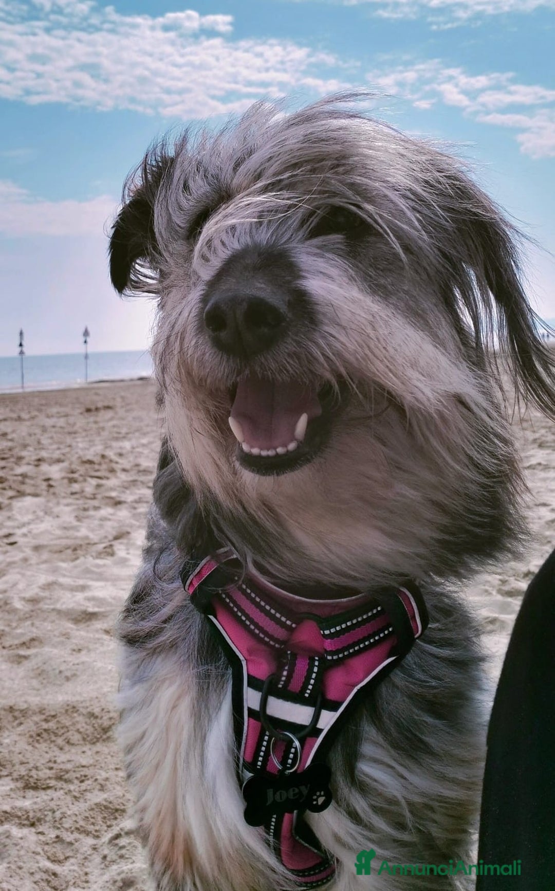 Meticcio cani in regalo: LA DOLCISSIMA E BELLISSIMA JOEY - Annuncio 6