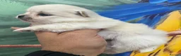 Chihuahua cani in vendita: Chihuahua  - Annuncio 3