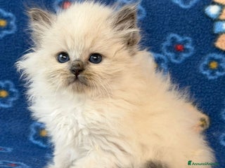 Siberiano gatti Gatto siberiano - Annuncio 3