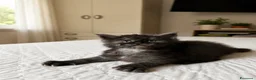 Maine Coon gatti in vendita: Maine Coon maschio pedigree Anfi - Annuncio 5