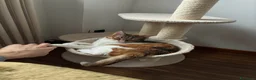 Meticcio gatti in regalo: Adozione di Coppia Solo Torino Liguria  Lombardia  - Annuncio 1