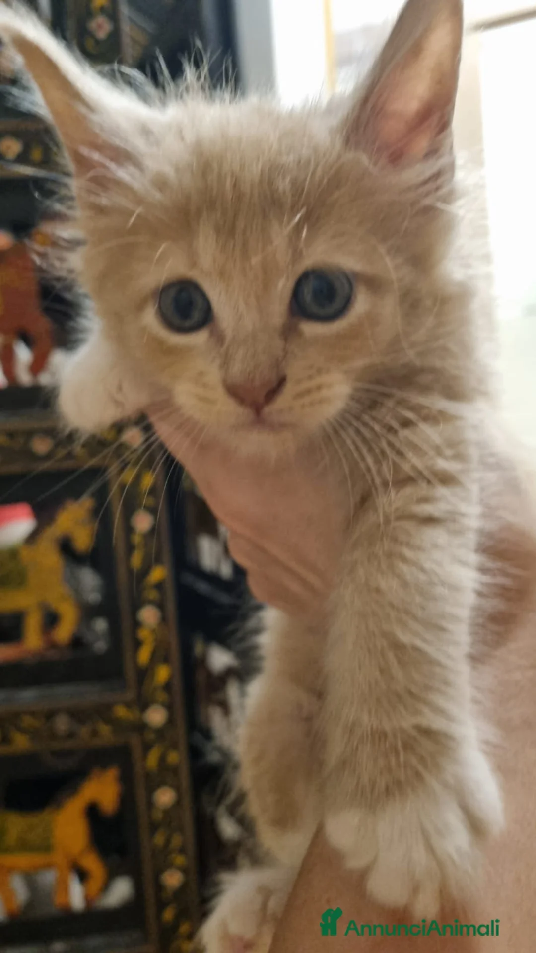 Maine Coon gatti in vendita: Mainecoon pedigree ANFI  - Annuncio 2