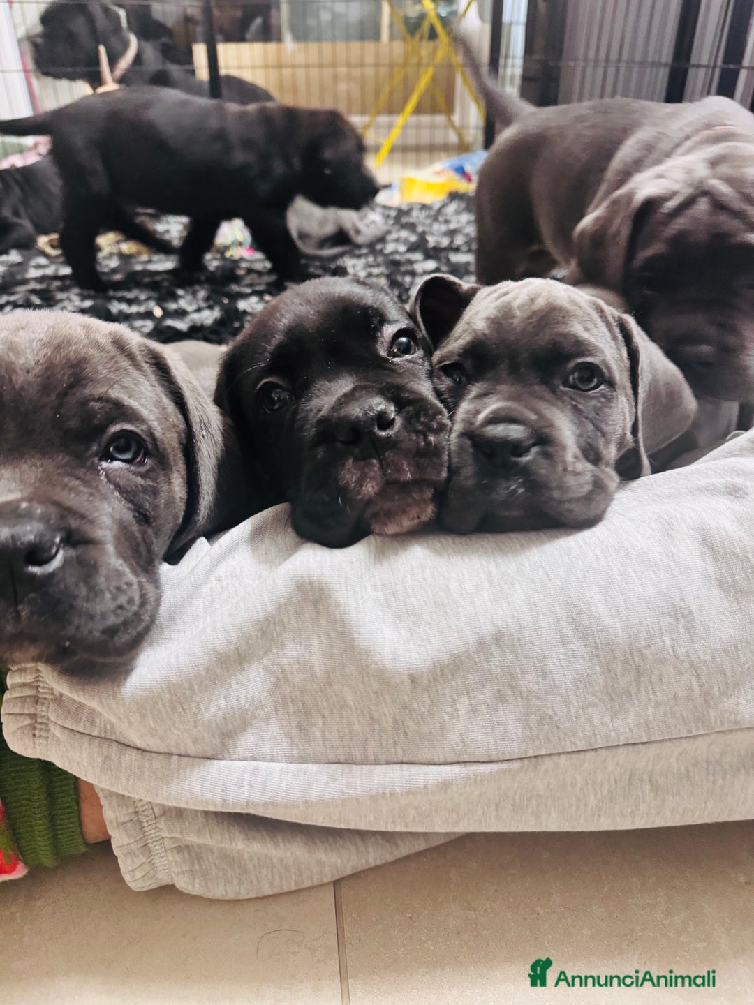 Cane Corso cani in vendita: Cane corso - Annuncio 7