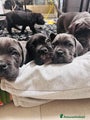 Cane Corso Cucciolo 7