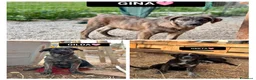 Meticcio cani in regalo: GINA, GILDA E GRETA - Annuncio 1