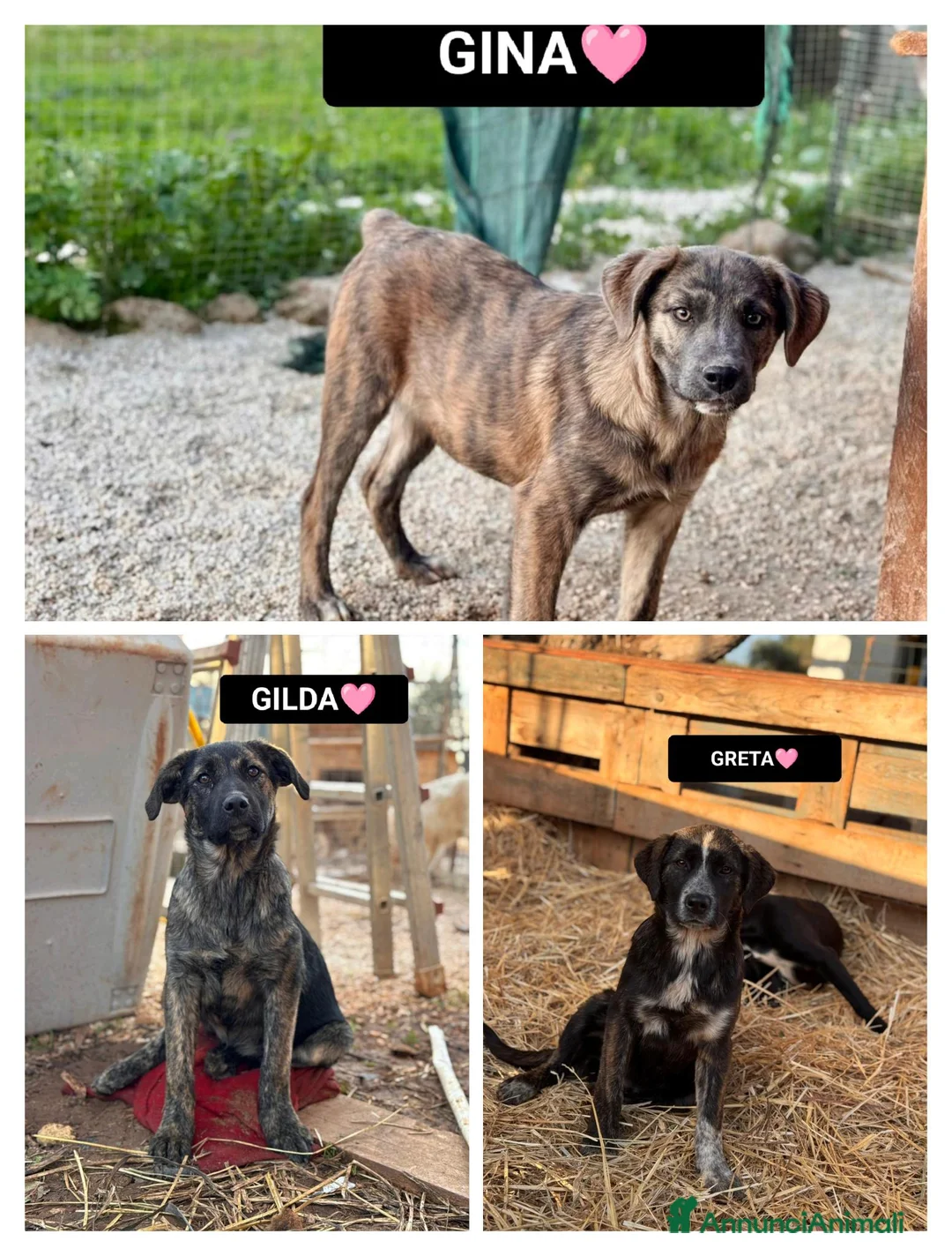 Meticcio cani in regalo: GINA, GILDA E GRETA - Annuncio 1