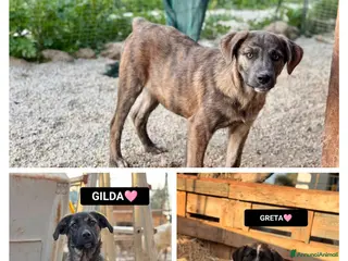 Meticcio cani GINA, GILDA E GRETA - Annuncio 11