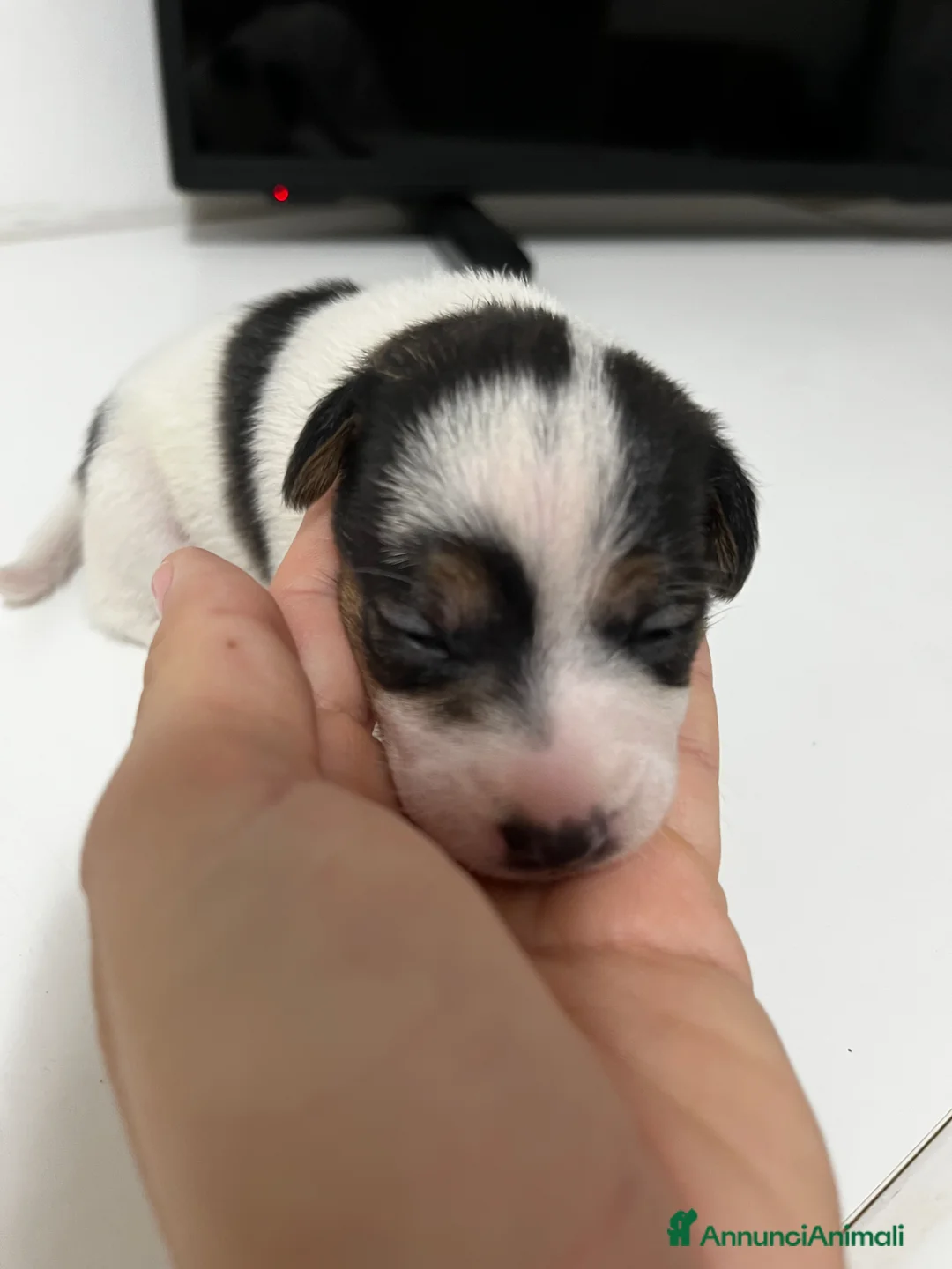 Jack Russell cani in vendita: Jack russell a Provincia di Ravenna - Annuncio 2
