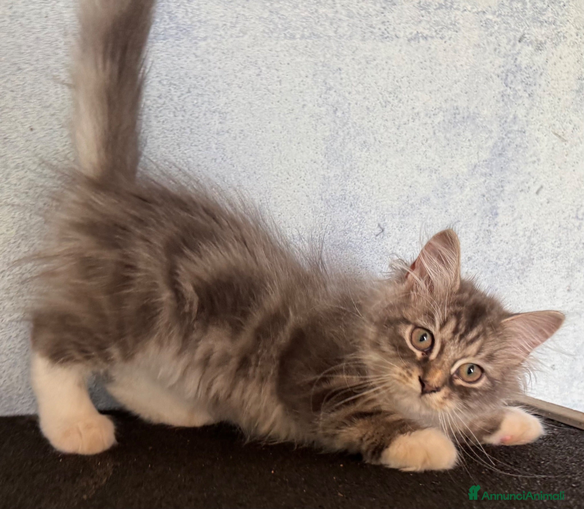 Siberiano gatti cucciolo gatto siberiano ANFI - Annuncio 1