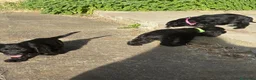 Cocker cani in vendita: Cuccioli di cocker nero - Annuncio 4
