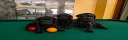 Labrador cani in vendita: Cuccioli neri di Labrador Retriever - Annuncio 3