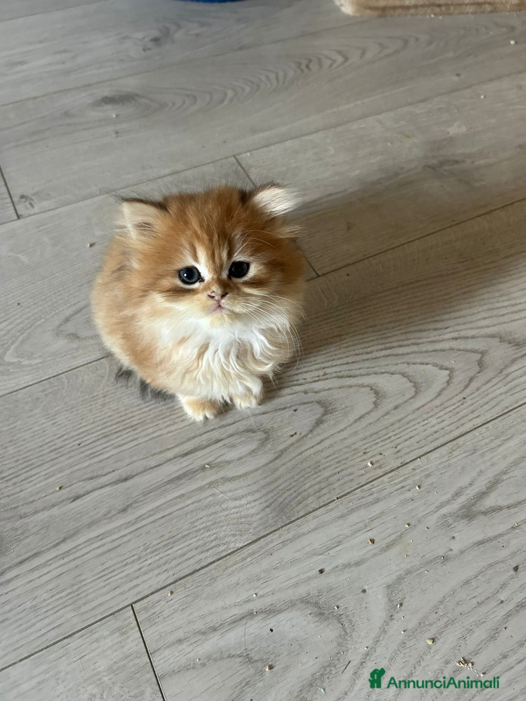 British gatti in vendita:  🩵Cuccioli British Longhair disponibili 🩵 - Annuncio 11