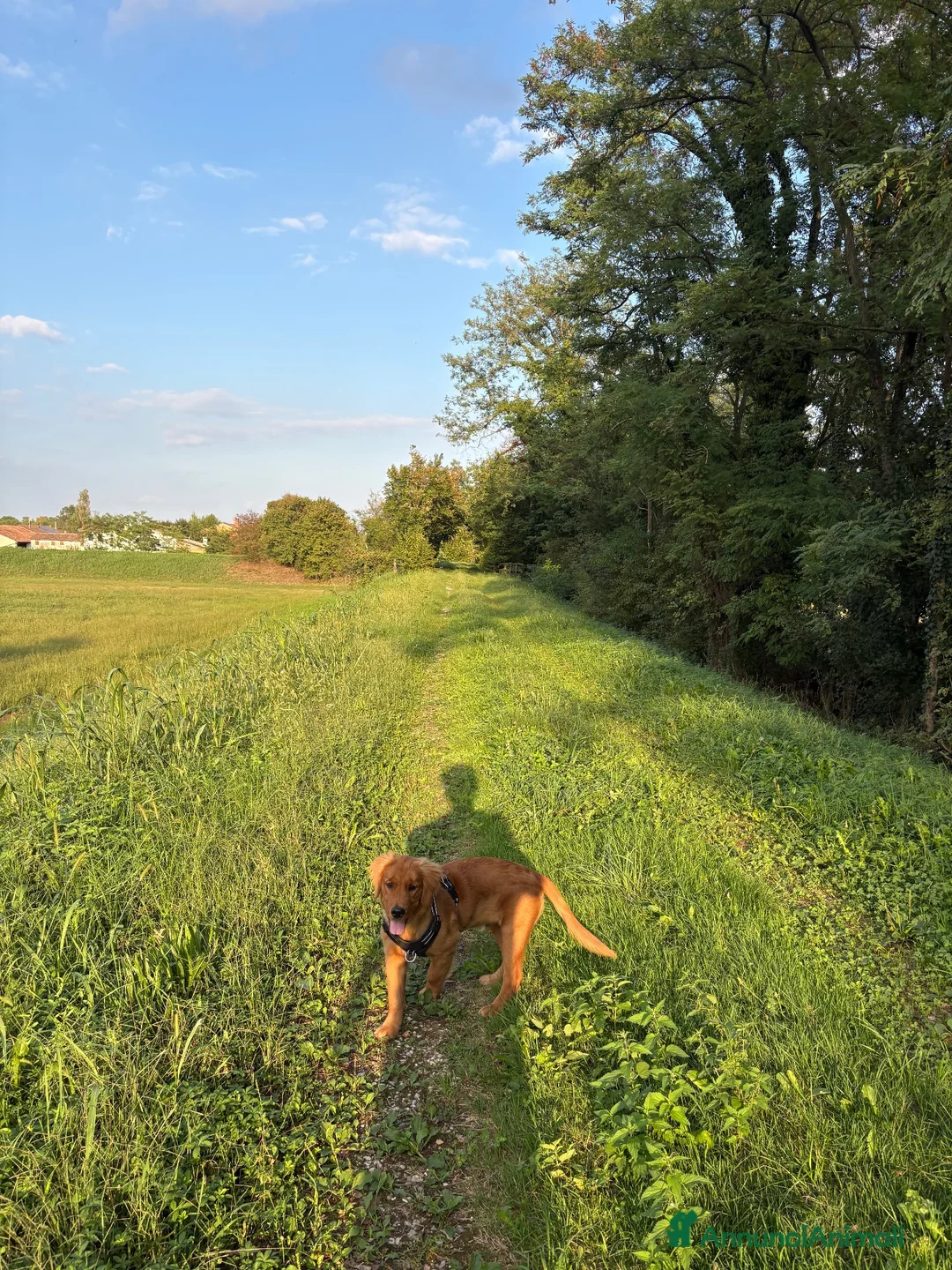 Golden Retriever cani in vendita: cucciolo di golden retriver maschio a Provincia di Treviso - Annuncio 2
