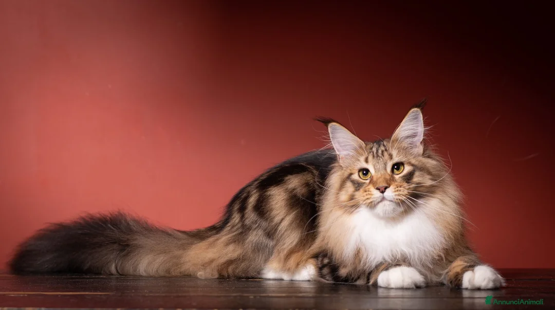 Maine Coon gatti in vendita: Bella cucciolina dal Mainemarie  - Annuncio 4