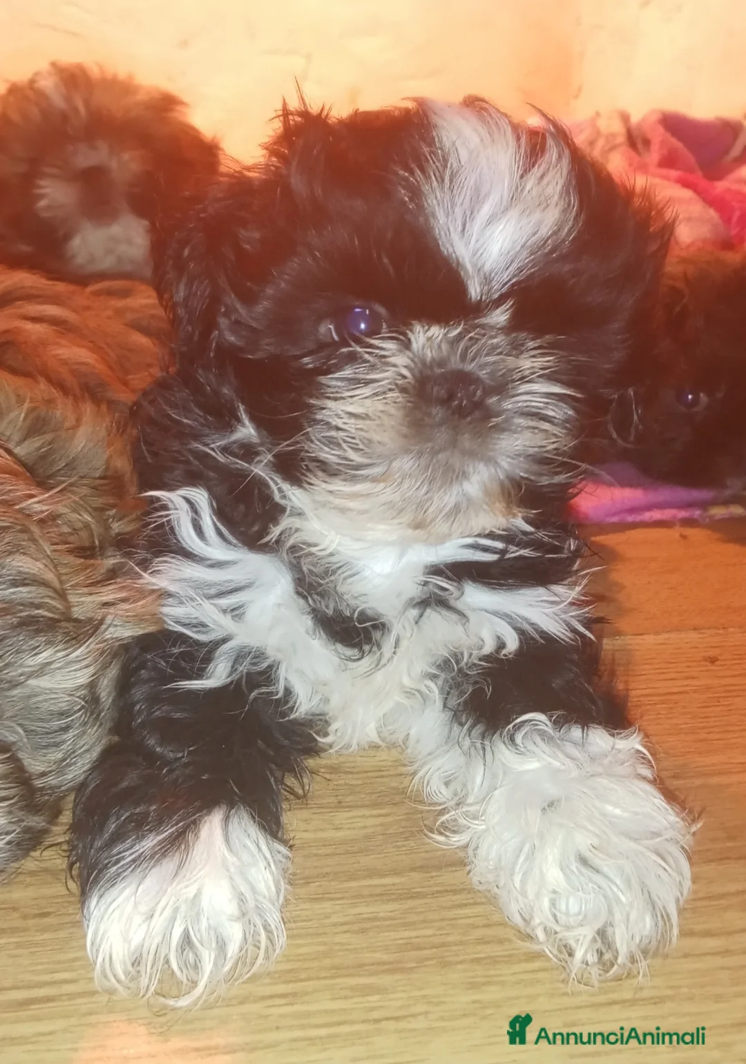 Shih Tzu cani in vendita: Splendidi cuccioli di Shitzu  - Annuncio 14