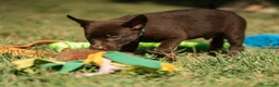 Australian Kelpie cani in vendita: Cuccioli Australian Kelpie  a Provincia di Siena - Annuncio 17