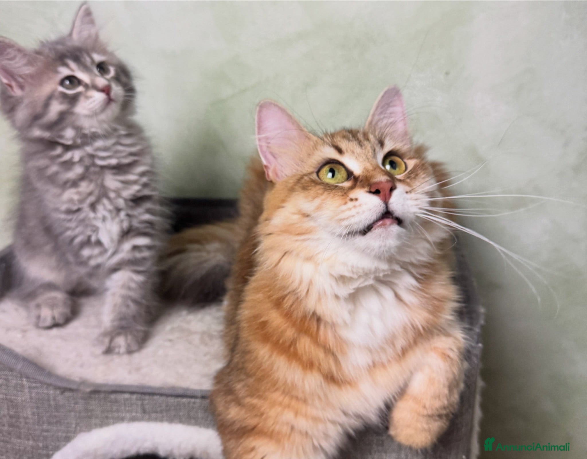 Siberiano gatti in vendita: Ultimi due cuccioli gatto siberiano pedigree ENFI - Annuncio 2
