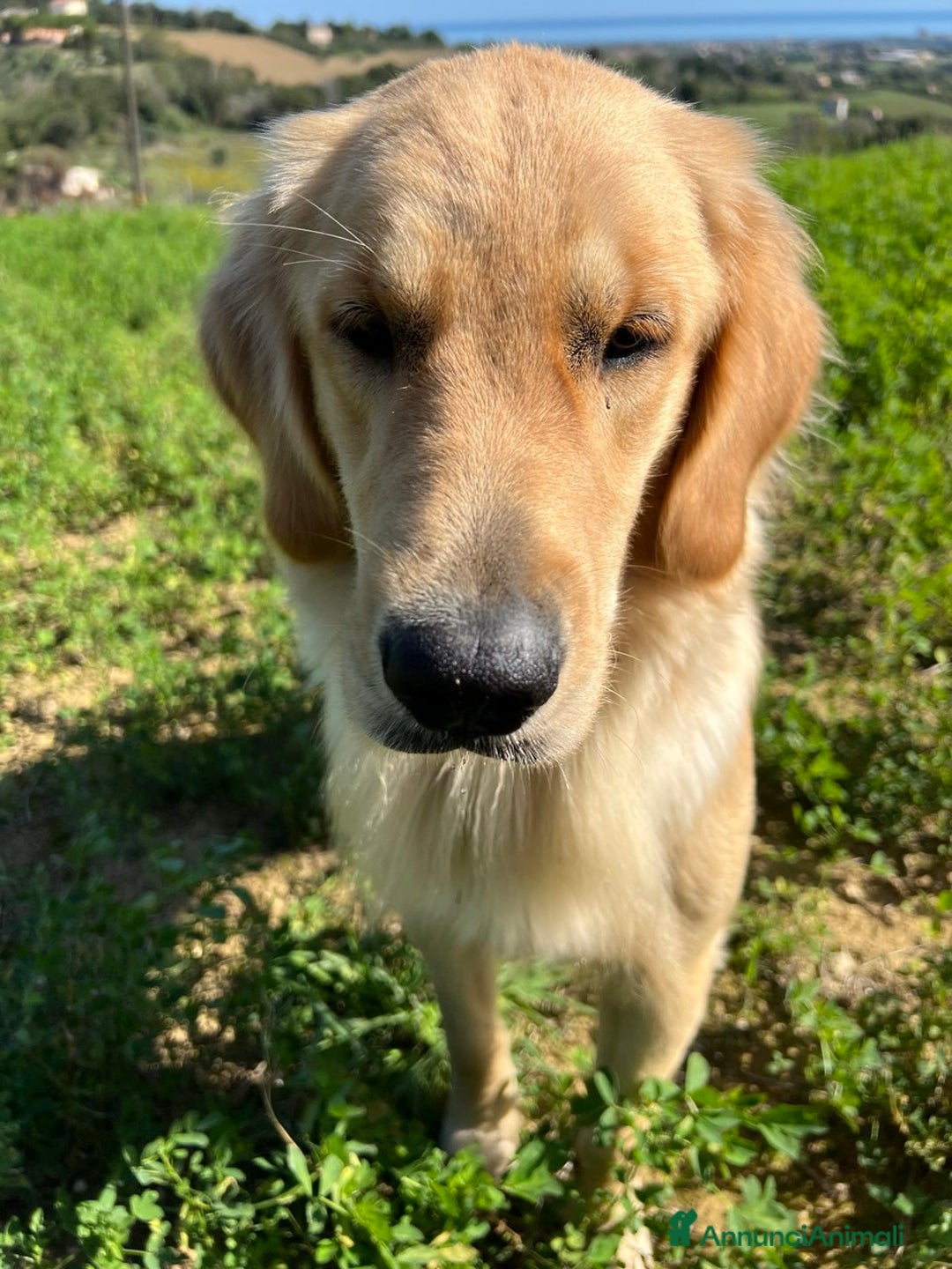 Golden Retriever cani in vendita: Golden Retriever - AMERICANI - Annuncio 5