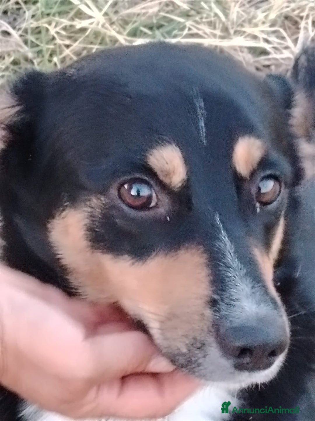 Meticcio cani in regalo: OSCAR 💙 -taglia piccola, buonissimo! Chiama!!🙏🏻 - Annuncio 8