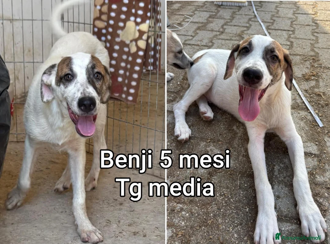 Meticcio cani in regalo: CUCCIOLI ABBANDONATI: EMERGENZA  a Città metropolitana di Milano - Annuncio 9