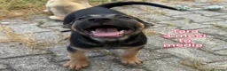 Meticcio cani in regalo: TANTI CUCCIOLI SOLI! a Provincia di Vicenza - Annuncio 5
