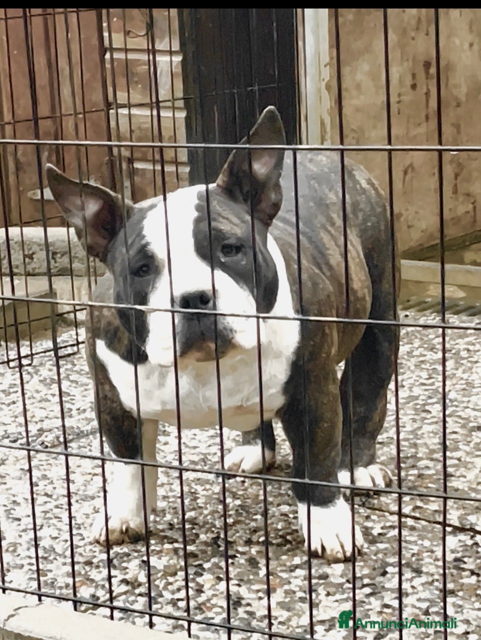 American Bully cani American Bully Poket - Annuncio 1