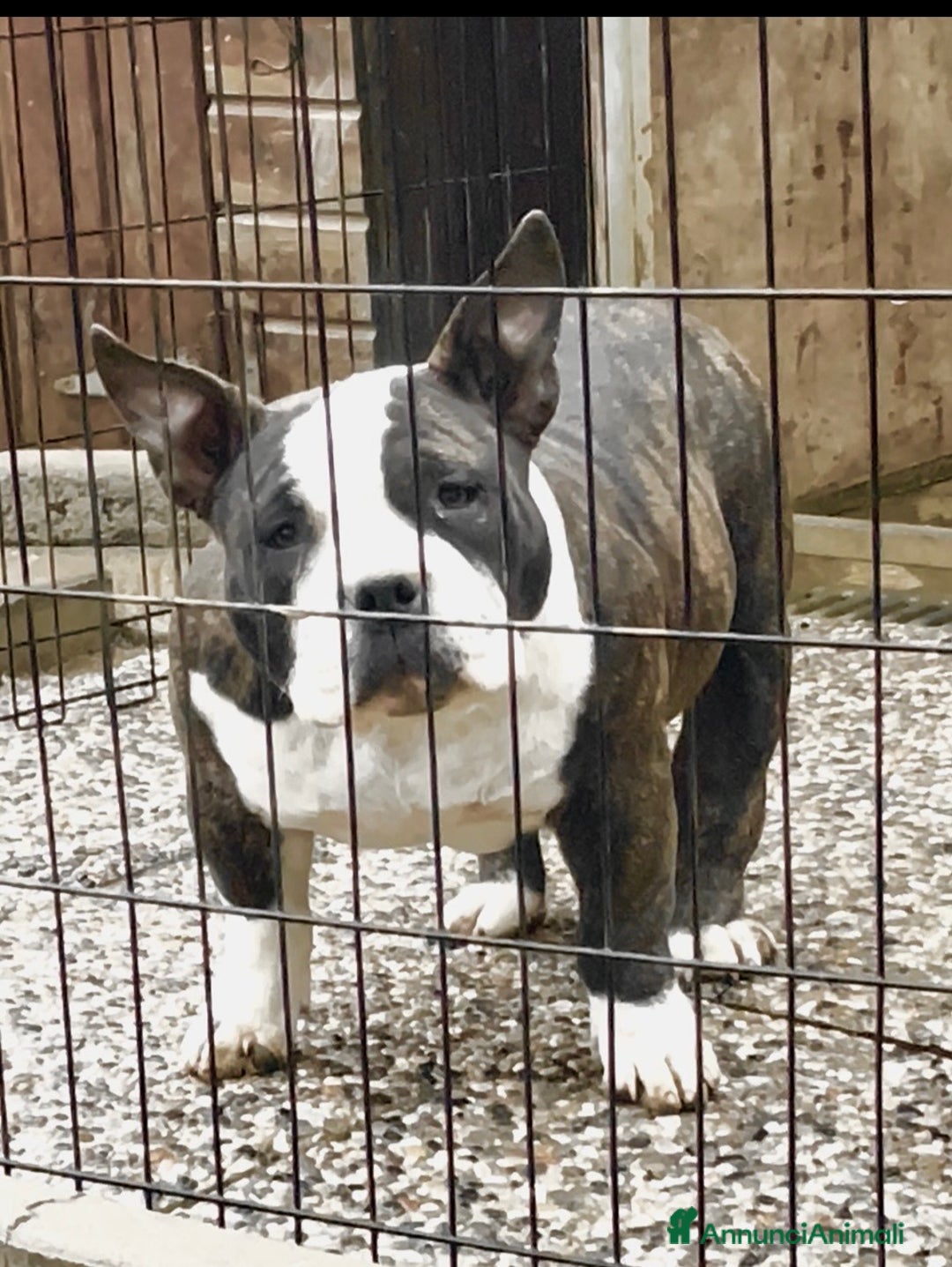 American Bully cani in vendita: American Bully Poket - Annuncio 1