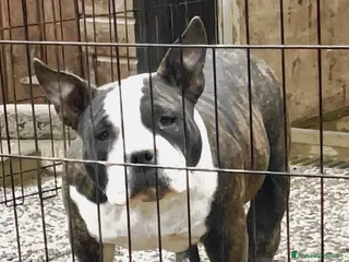 American Bully cani American Bully Poket - Annuncio 2
