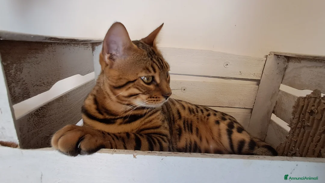 Bengala gatti in vendita: Bengala adulta  - Annuncio 5