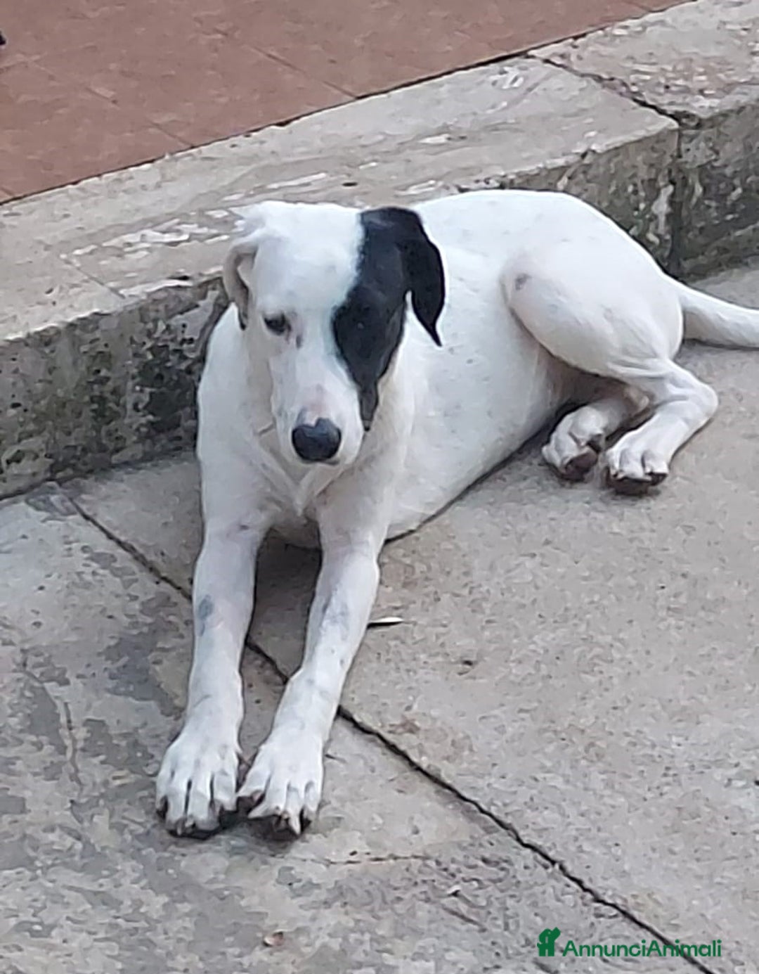 Meticcio cani in regalo: Thelma & Louise - sorelline cucciole meticce - Annuncio 3