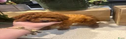 Barboncino cani in vendita: Barboncini nani Red e albicocca  a Provincia di Savona - Annuncio 3