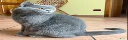 Scottish gatti in vendita: Cucciola di scottish straight lilac - Annuncio 6