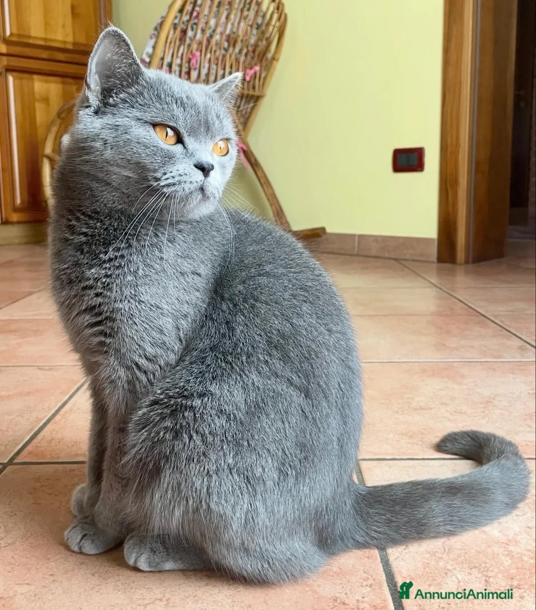 Scottish gatti in vendita: Cucciola di scottish straight lilac - Annuncio 6