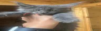 Maine Coon 3