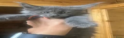 Maine Coon gatti in vendita: Maine coon Blue - Annuncio 6