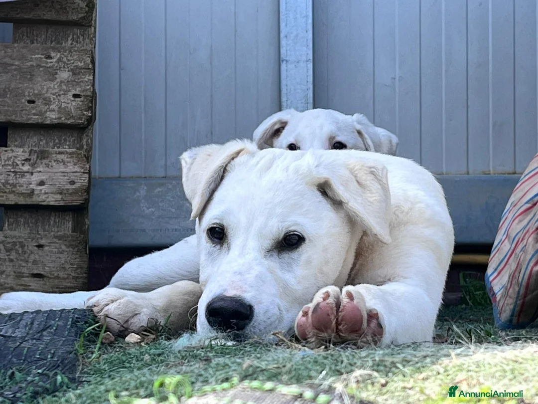 Meticcio cani in regalo: Cucciolo Simpaticissimo  - Annuncio 6